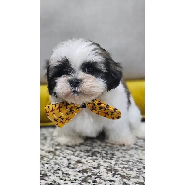 Shitzu Cachorros Calidad Vip Tricolor