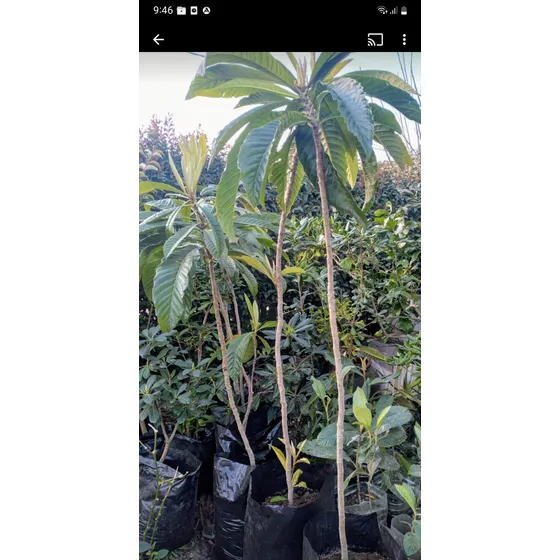 Planta De Nispero