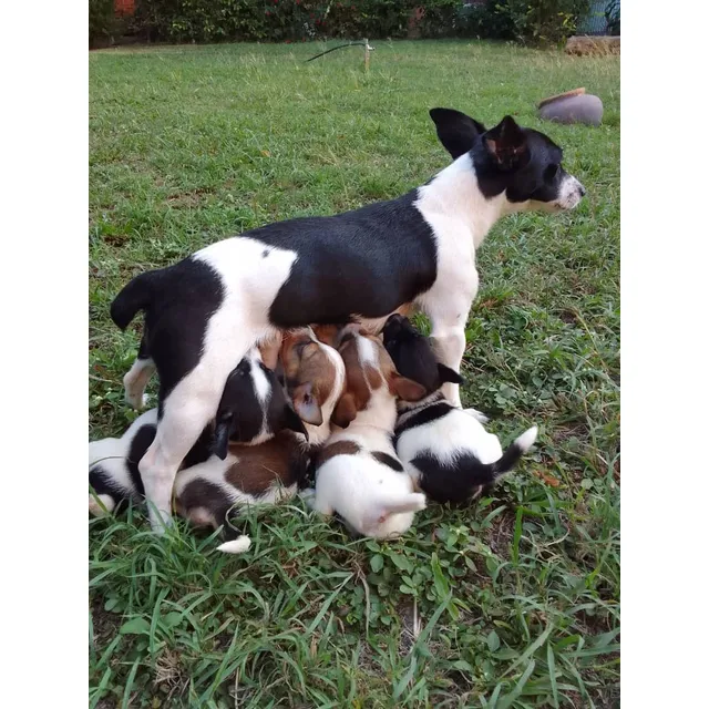 Cachorros Jack Russell Terrier