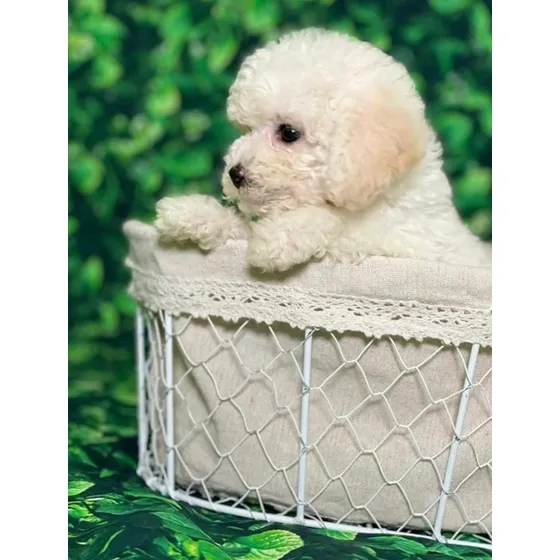 Caniche Mini O Micro Toy Hembras Blancas