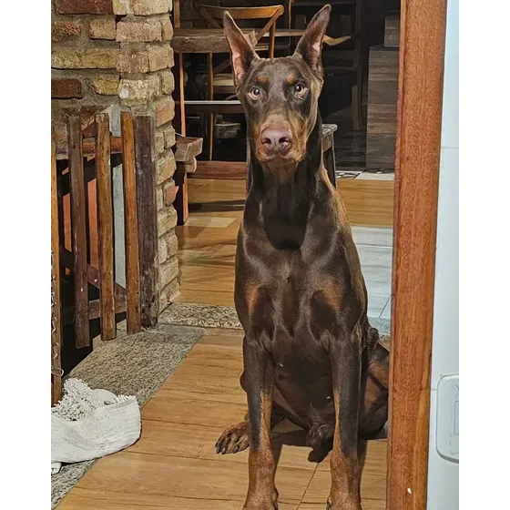 Filhotes De Doberman Cbkc