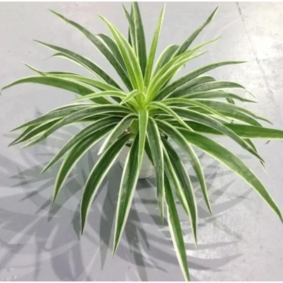 Planta Ramo Hoja Artificial Chlorophytum