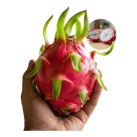 Kit 6 Mudas De Pitaya Premium - Vietnamese White Gigante