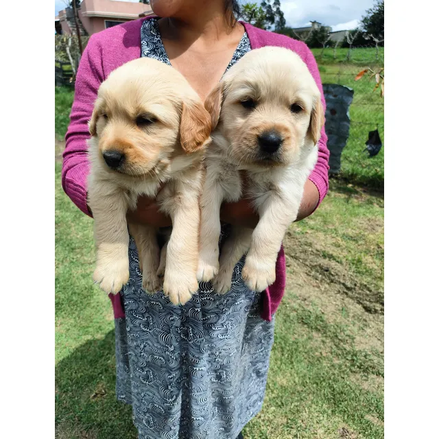 Cachorro Golden Retriever Macho De Pelaje Largo