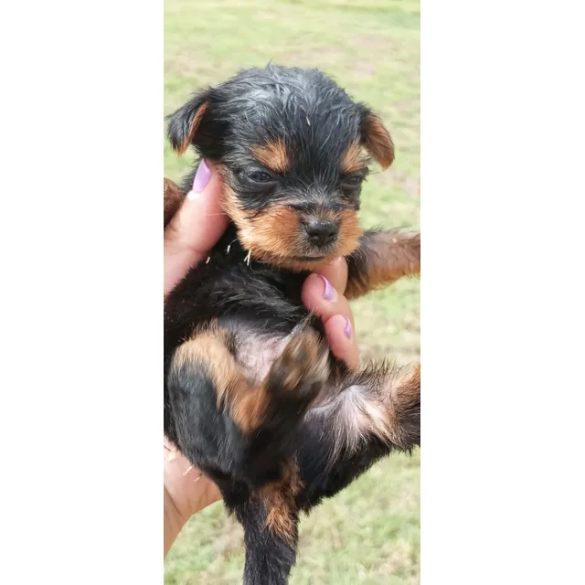Yorkshire Mini