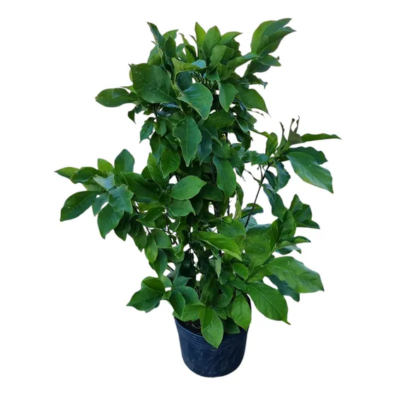 Magnolia Japonesa. 