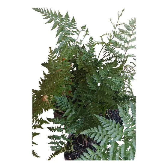 Plantas Helecho Calaguala Orgánico -
