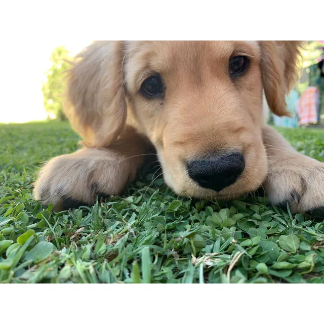 Cachorro Golden Retriever Macho.