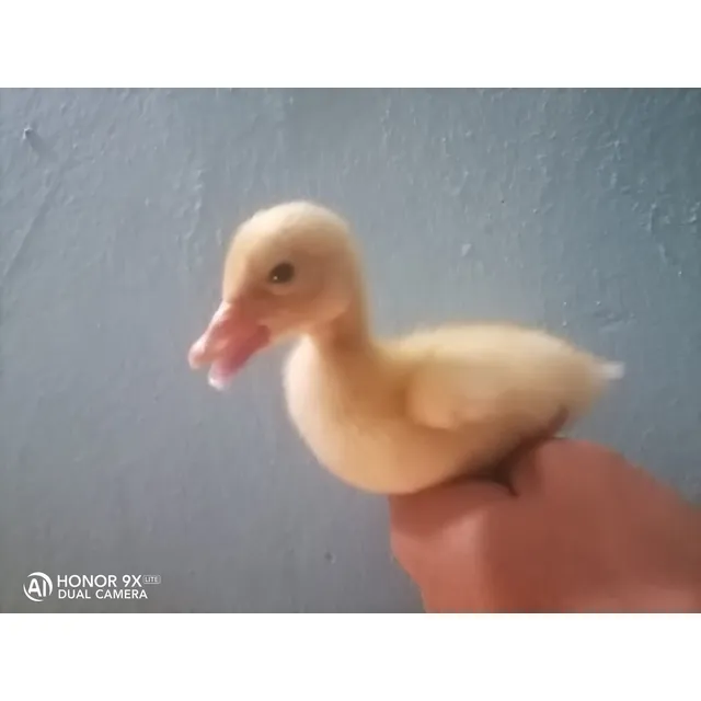 Pato Pekin Pequeños