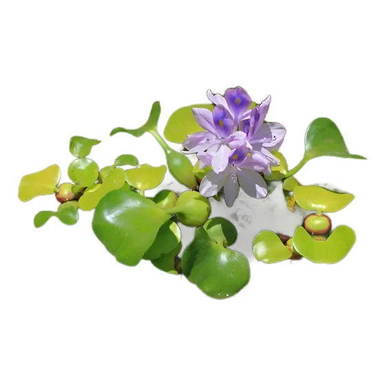 Camalotes ( Jacinto De Agua )