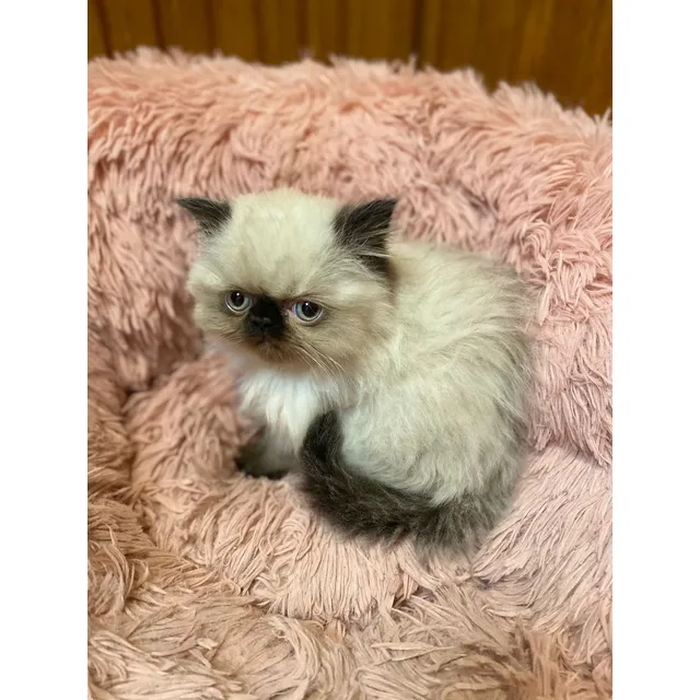 Gatito Persa, Himalaya
