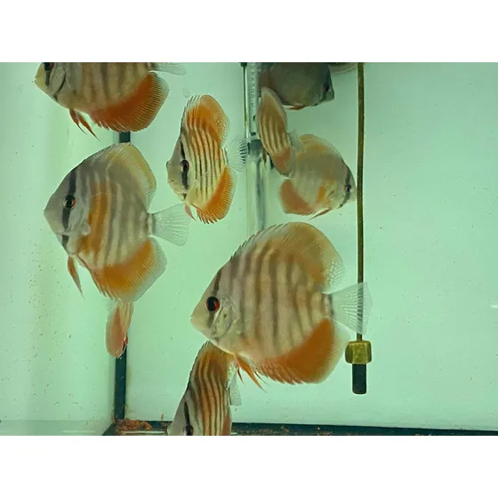 Acara Disco Red Cover Aa  6 Cm