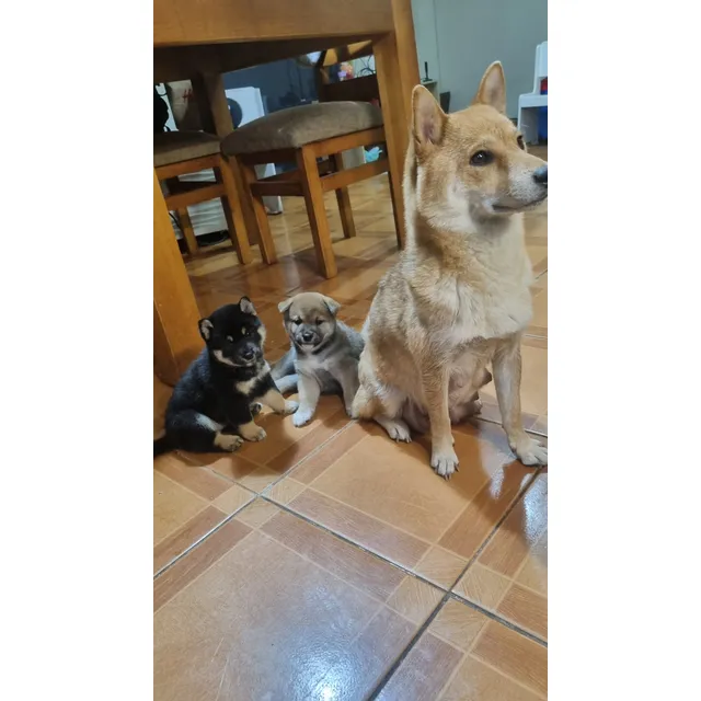 Shiba Inu Cachorros Inscritos