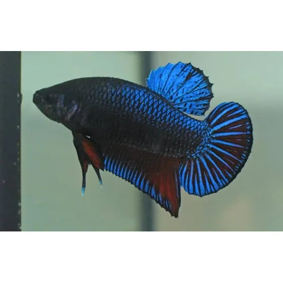 Pacote Com 10 Peixes Plakat - Água Doce - Aquário