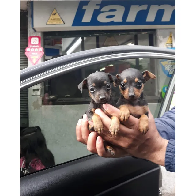 Doberman Pincher Negro/fuego