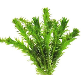 Elodea 2 Porciones,cola De Zorro 2,espada Amazónica 2 Elodea 2 Porciones,cola De Zorro 2,espada Amazónica 2