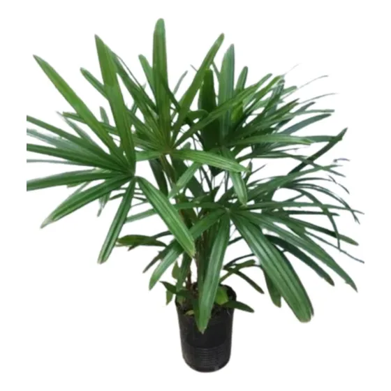 Palmera Raphis Excelsa