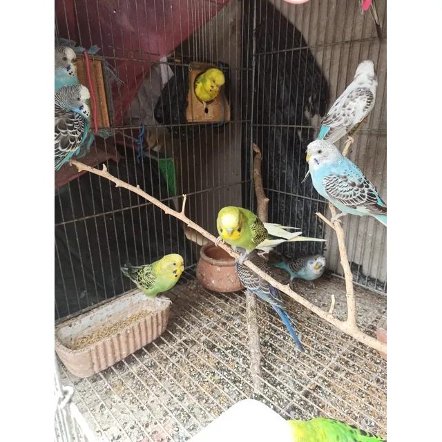 Pericos Australianos Multicolores