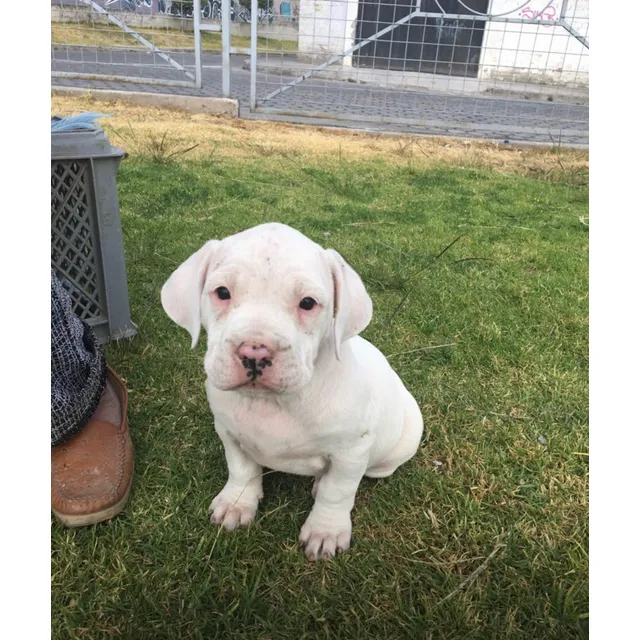 Cachorros Dodo Argentino