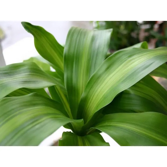 Palo De Brasil. Planta Ornamental