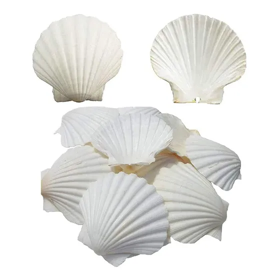 Seajiayi 6 Conchas De Vieira Para Servir Alimentos, Conchas.