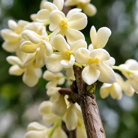 Muda De Jasmim Do Imperador - Extremamente Perfumada Branco