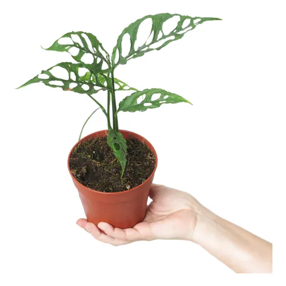 Monstera Obliqua Perú