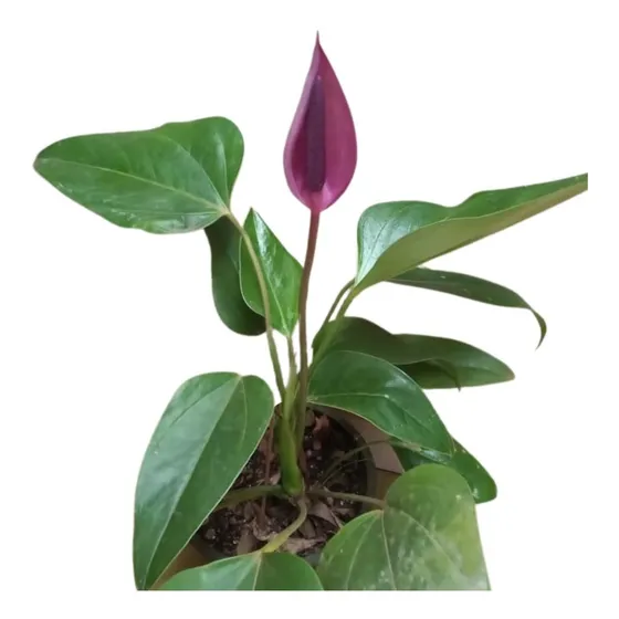 Muda De Antúrio Roxo