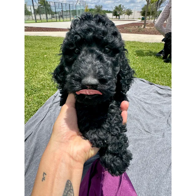 Cachorros Labradoodle
