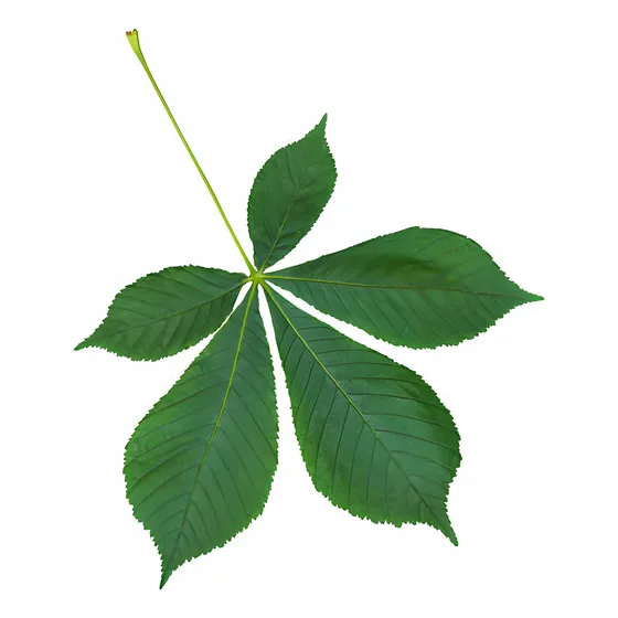 Árbol Castaño De La India 50  Cm Gratis A Rm (no A Regiones)