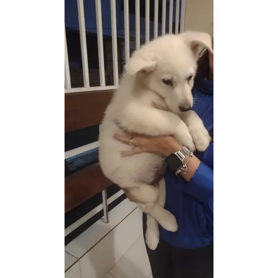 Filhotes De Cães Da Raça Pastor Suíço Com Pedigree 