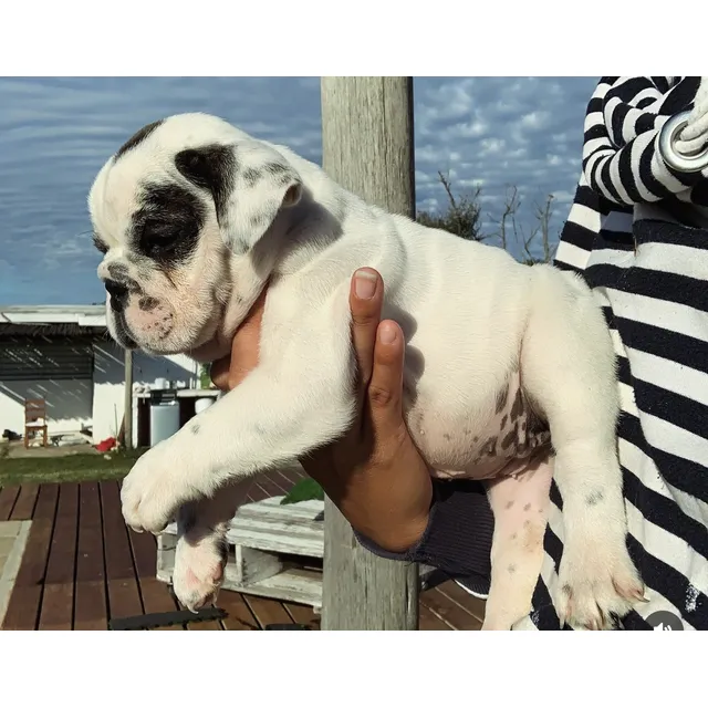 Bulldog Ingles Hembrasmuy Buena Linea De Sangre  Cachorros