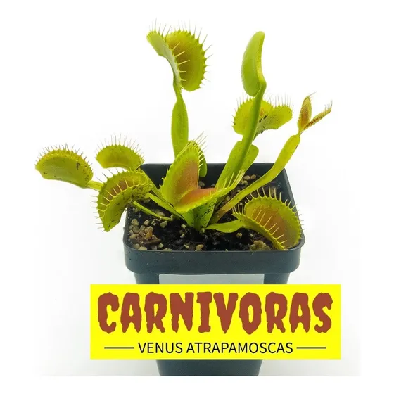 Planta Carnívora Venus Atrapamoscas Dionaea Muscipula King H