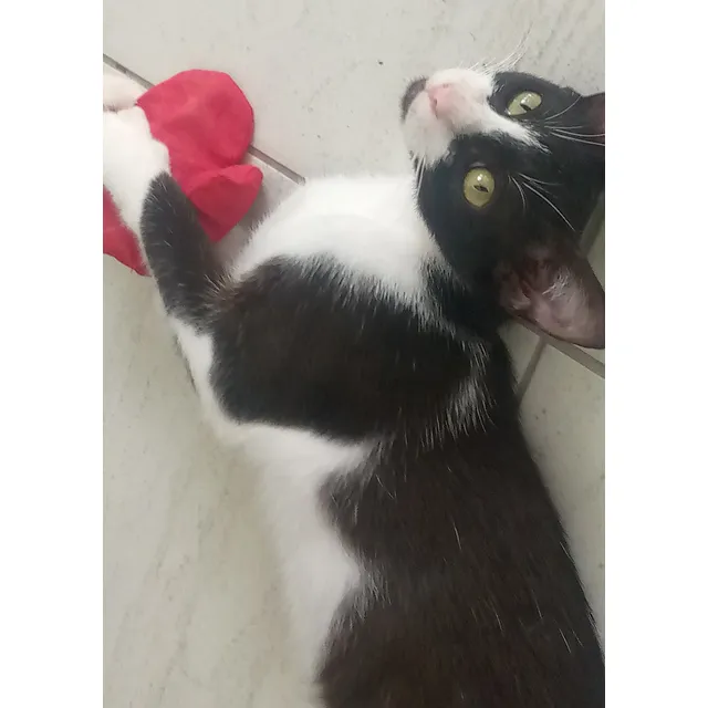 Gatita Esterilizada En Adopción