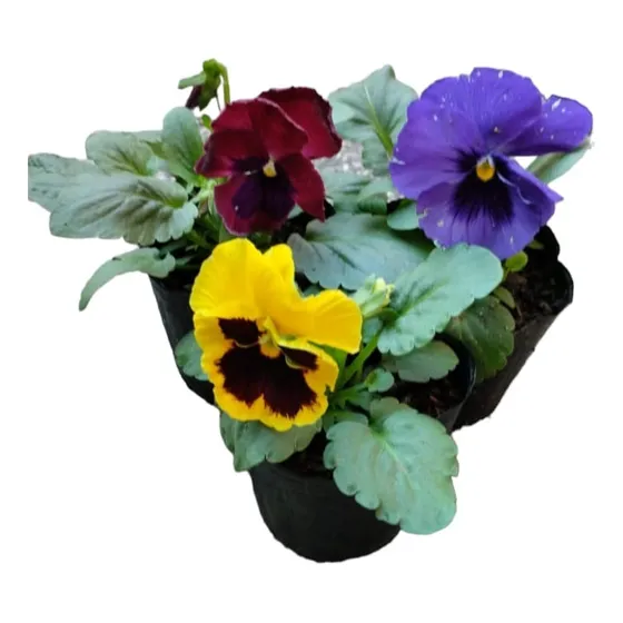 Planta Pensamiento Coral Flor Azucar Copetes Florales