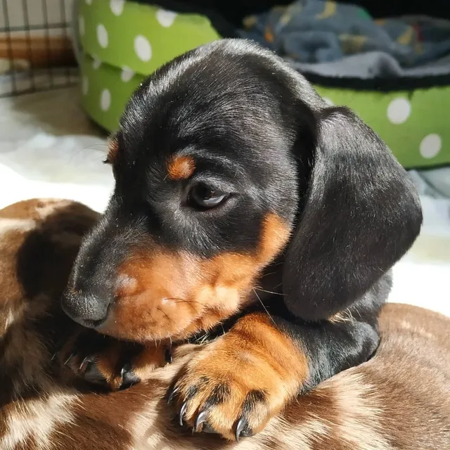 Cachorro Teckel Mini Precio - Perro Salchicha Bogota Cali Md