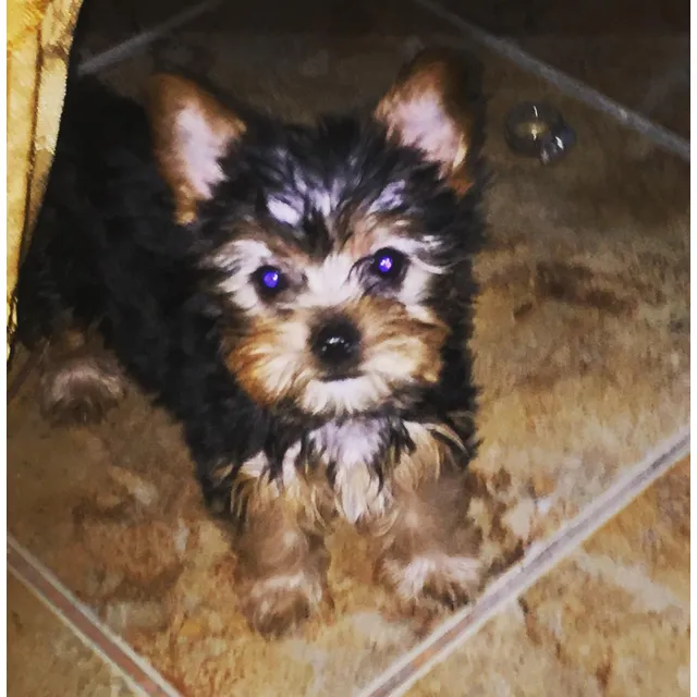 Yorkshire Terrier Minitoy