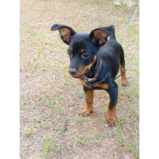 Pincher Patas Cortas Macho, Vacunado Y Desparasitado 4 Mese
