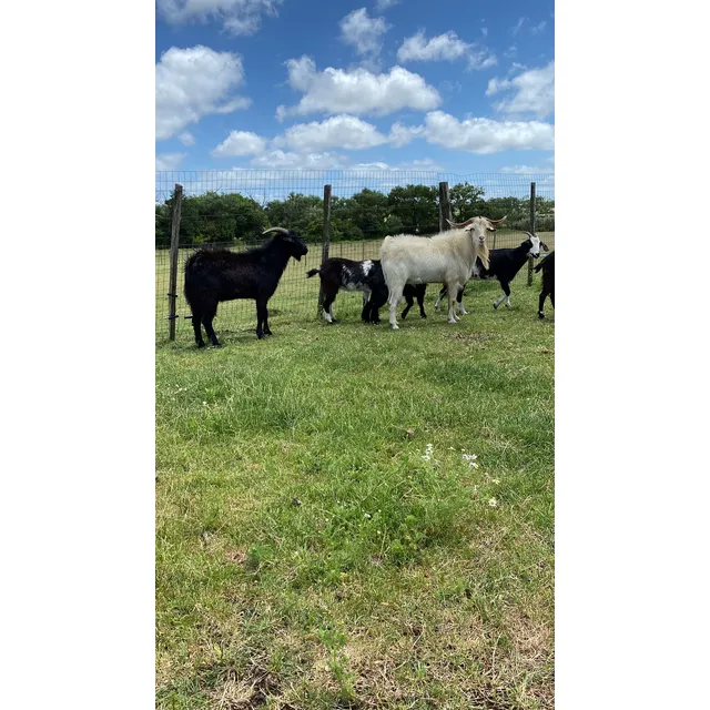 Chivos Cabras Exelente Sanidad
