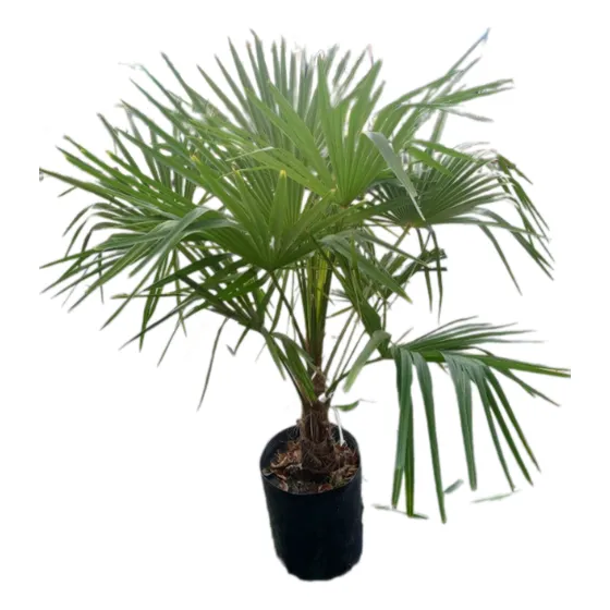 Palmera Washingtonia Filifera  (palmera De California) 20lts