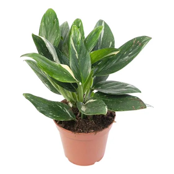 Philodendron Monstera Standleyana Cobra Variegata P17 Planta