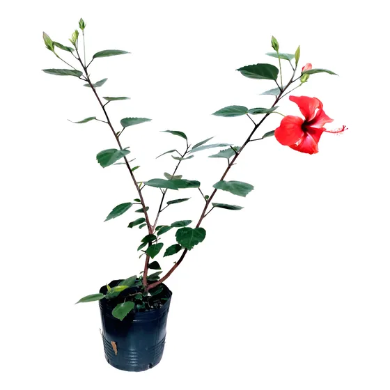Rosa China En Flor - Arbusto 95 Cm - 1 Planta