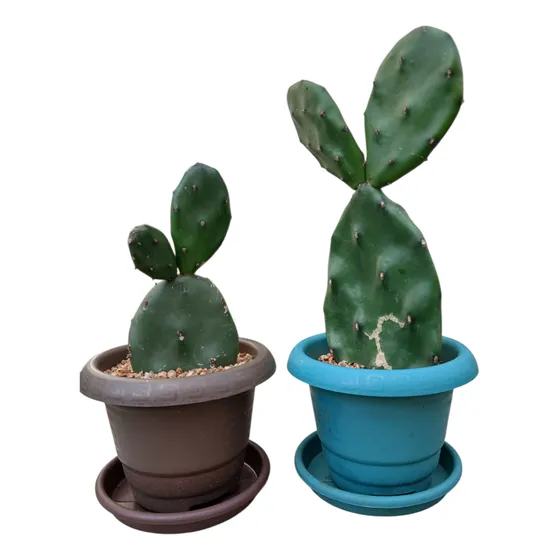 Cactus Nopales- Opuntia