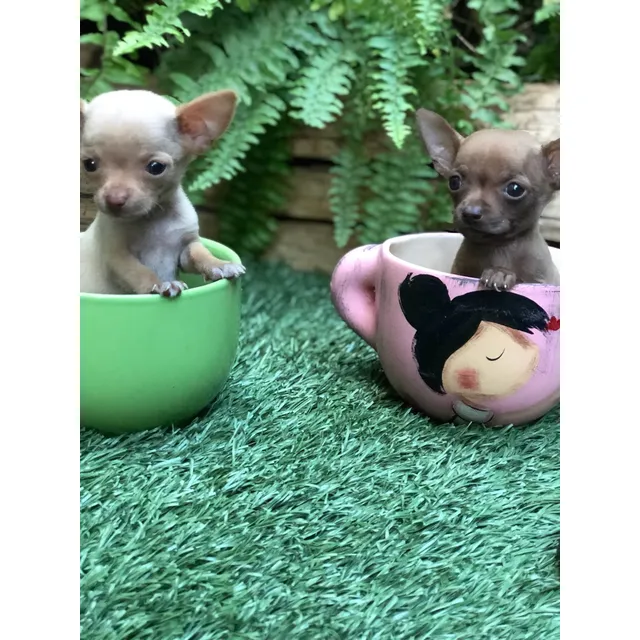 Cachorros  Chihuahua  Super  Mini  Fotos  Reales.