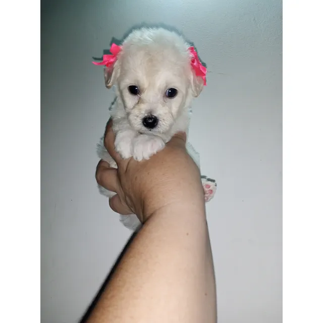 Poodle Miniatura Tacita De Té