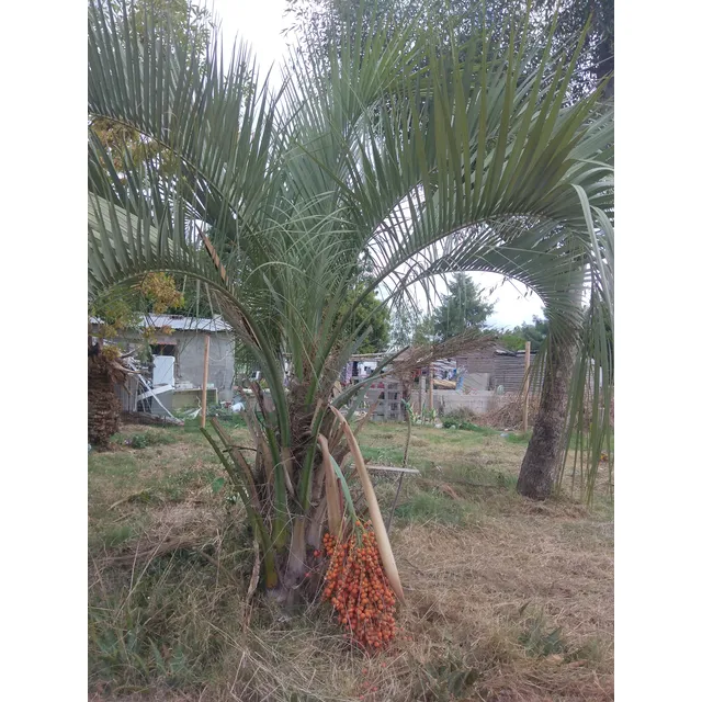 Palmera De Cabutia