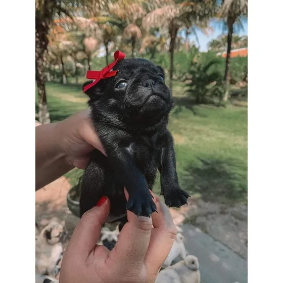 Filhote De Pug Fêmea Preta - Carinho E Companheira Ideal