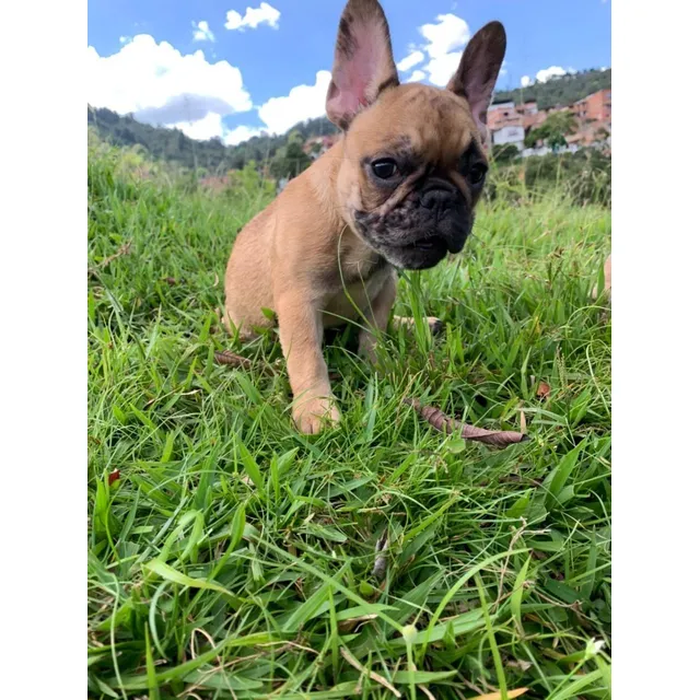 Cachorros Bulldog Francés Fawn Perros Tunja Yopal Duitama 