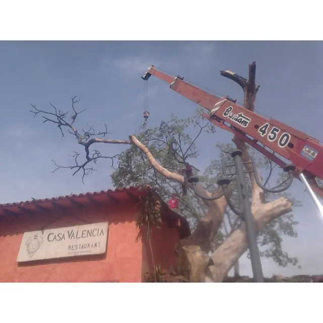 Poda De Árboles Y Desmalerzamiento Con Transporte 