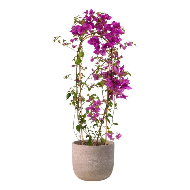 Enredadera Rosal Trepador Planta
